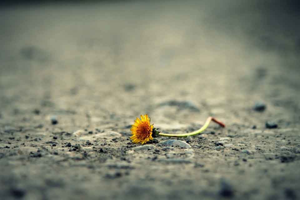 Sadness-Alone-Road-Dandelion-Life-Flower-Path-1812470