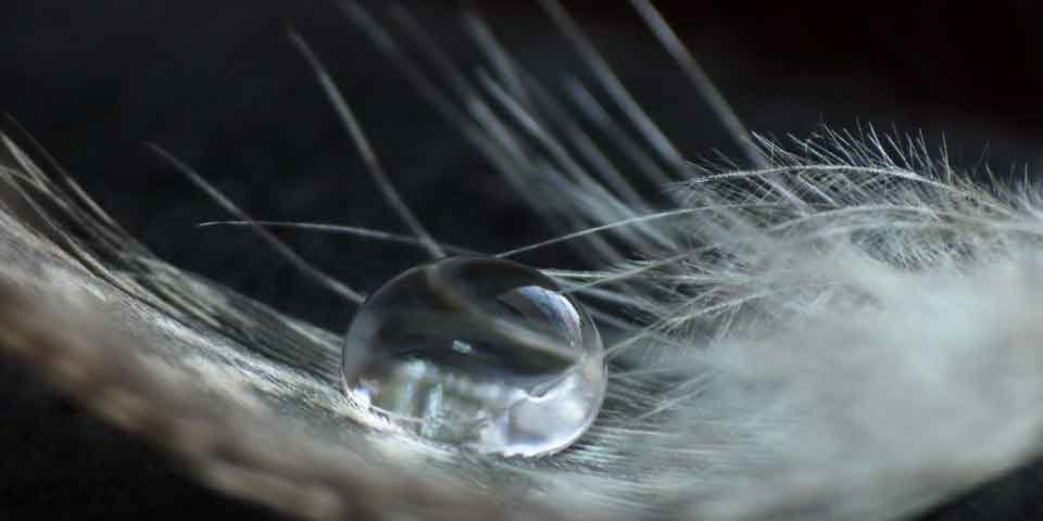 a_drop_on_a_feather-wallpaper-960×640